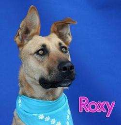 Roxy Dog 
