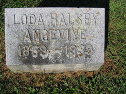 Loda <I>Halsey</I> Angevine 