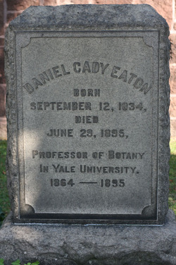 Daniel Cady Eaton 