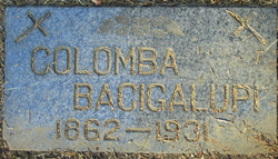 Colomba <I>Passalques</I> Bacigalupi 