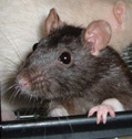 Bettina Rat 