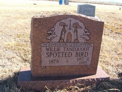 Willie Spottedbird Tanequoot 