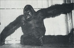 Gargantua “Buddy” The Gorilla 
