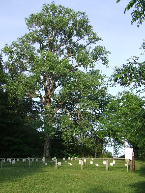 Williams County Infirmary Cemetery