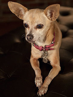 Gidget the Chihuahua 