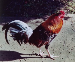 Sarge The Rooster 