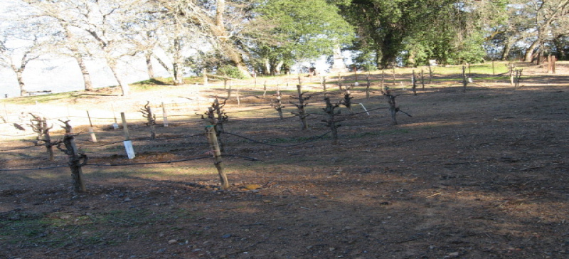 Long Ranch Family Cemetery