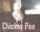 Chicky Poo Capps 