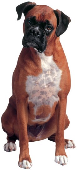 Baxter (Boxer Dog) Coluzzi 