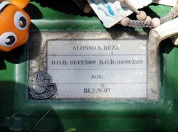 Alonso A Reza 