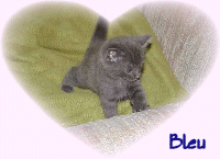 Bleu Cat 