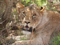 Narika The Lion 