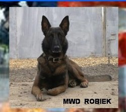 Robiek (MWD) Dog 