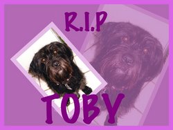 Toby “Dorky Dog” Cochran 