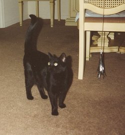 Onyx <I>Cat</I> Bramham 