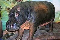 Huberta the Hippo 