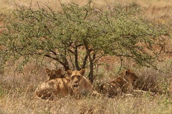 Mbeuti Lioness 