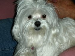 Bella <I>Maltese</I> Dog 
