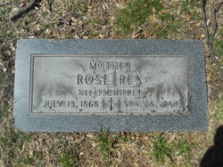 Rose <I>Tschirret</I> Rex 