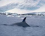 Whales Of The Antartic 