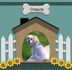 Chiquita the Pet Dog 