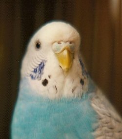 Lacey Spangle Budgie 