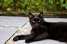 Mr. Black The Cat 