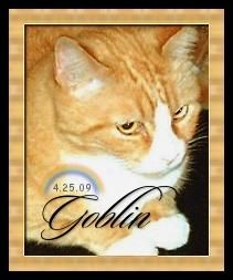 Goblin Bachman “Golden Boy” Cat 