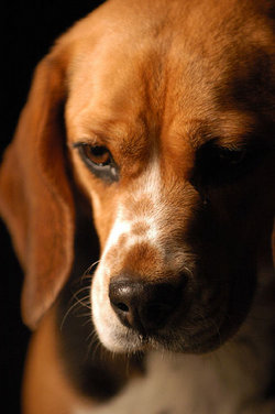 “The Beagle” Spencer 