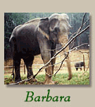 Barbara The Elephant 