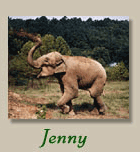 Jenny The Elephant 