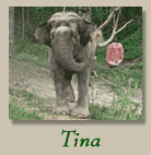 Tina The Elephant 