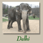 Delhi The Elephant 