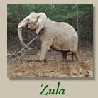 Zula The Elephant 