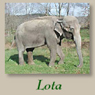 Lota The Elephant 