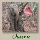 Queenie The Elephant 