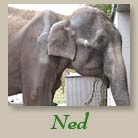 Ned The Elephant 