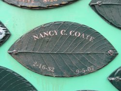 Nancy C Coate 