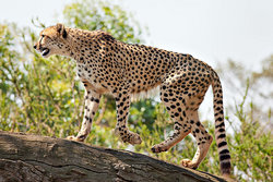 Pippa <I>Adamson</I> Cheetah 