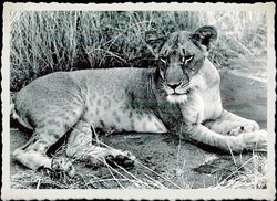 Elsa the Lioness “Blessed Lioness of Africa” <I>Adamson</I> Lioness 