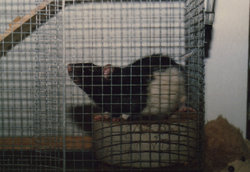 Rat Myers 