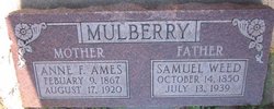 Samuel Weed Mulberry 
