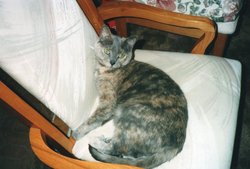 Jessie the Pet “Jessie Girl” Cat 