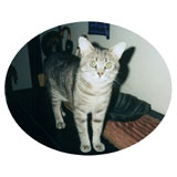 “The Cat” Ali 