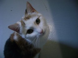 Lola “Missie KittyCat” Kitty 