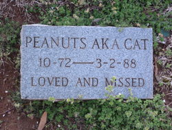 Peanuts AKA Cat 