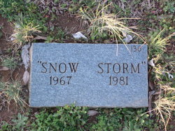 Snow Storm 