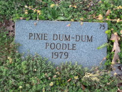 Pixie Dum-Dum Poodle 