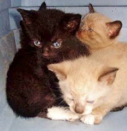 State Kitties Cats 