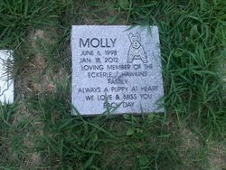 Molly Dog 